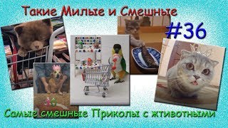 Самые смешные Приколы с животными. Такие Милые и Смешные # 36