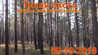 Маслята и Рыжики грибы сбор в лесу 09 10 2018 тихая охота выживание в лесу сибирь тайга гриб поход