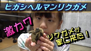 【リクガメ】激カワのリクガメが家にきた！“ヒガシヘルマンリクガメ”(4K)