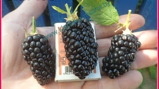 НАТЧЕЗ.  Один из самых крупноплодных сортов бесшипной ежевики.