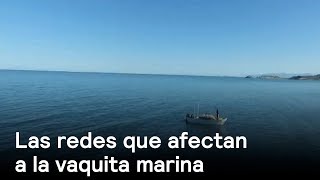 Las otras redes que tienen atrapada a la vaquita marina - Despierta con Loret