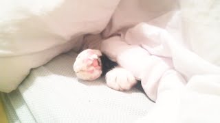 Who is looking for a warm place to sleep ? Cute paws
