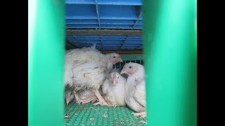 Chickens minutes before slaughter 4 chicks saved
