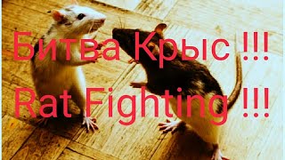 Крысиный бой в живой природе. Крысиный волк. Драка крыс. осторожно!!!