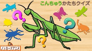 こんちゅう かたちクイズやってみよう！知育【赤ちゃん・子供向けアニメ】Insects shape quiz for kids