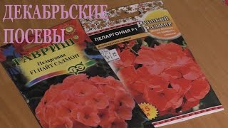 Посев пеларгонии в торфяные таблетки