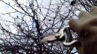 Обрезка неухоженной яблони // жизнь в деревне