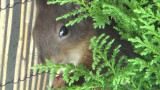 pisike orav asjatamas :) [oravad - squirrels - ardillas]