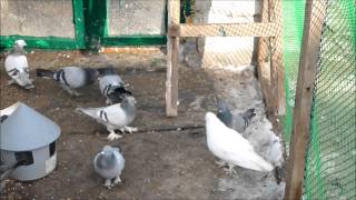 голуби ленинаканские