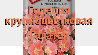 Годеция крупноцветковая Галатея (galateya) ? Галатея обзор: как сажать, семена годеции Галатея