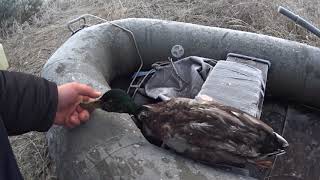 Осенняя охота на утку.Hunting for a duck