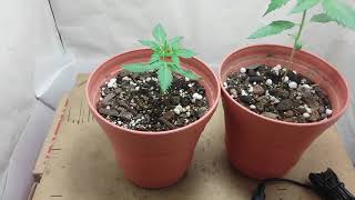 Seguimiento de Cultivo de Cannabis en Armario dia 21 | Indoor casero #autoflowers #ak47TricomaSeeds