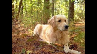 كل المعلومات عن كلاب الجولدن رتريفر GOLDEN RETRIEVER