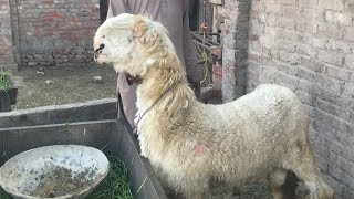 Mundra farm kajla chatra bakra kajla mandi bakra mandi wala goats