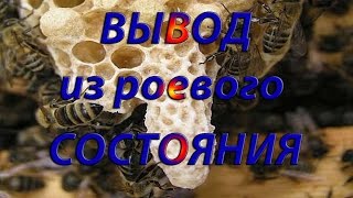 пчеловодство вывод из роевого состояния