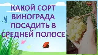 КАКОЙ СОРТ ВИНОГРАДА ПОСАДИТЬ В СРЕДНЕЙ ПОЛОСЕ. ВИНОГРАД ГАРОЛЬД. Выращивание винограда.
