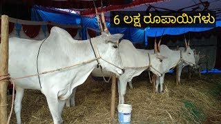 6 lakh for 4 teeth beautiful hallikar bullocks at Ghati subramanya danagala jatre