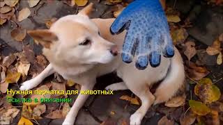Смешное видео с енотами Смешные еноты полоскуны Приколы 2017 – Смешные кошки МатроскинТВ