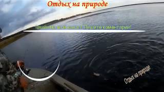 Разведение Дафнии часть вторая заселение