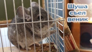Утро наших животных. Шуша съел веник