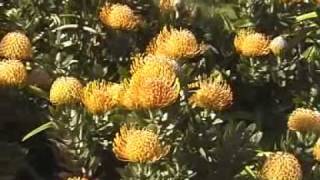 Protea