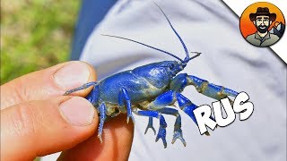 НАШЛИ НОВЫЙ ВИД?! / СИНИЙ РАК