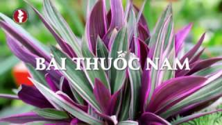 Cách chữa Đau Lưng cực nhanh bằng Ngải Cứu