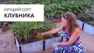 Лучшие сорта клубники: крупные и урожайные!