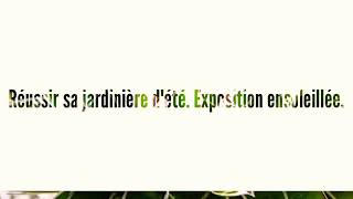 Conseil de jardinage. Comment réussir sa jardinière de soleil. Été.