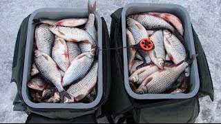 Гора плотвы на пустую мормышку. За одну рыбалку!