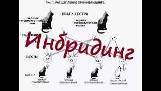 Самообеспечение 9. Инбридинг. Ч. 1.. Положительные примеры.