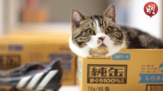 【ZY世代】遺憾沒與愛犬合照　攝影師義務為領養寵物影相