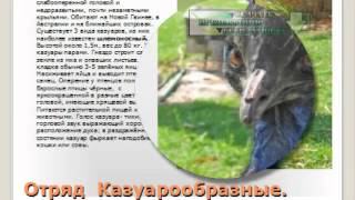 Презентация на тему Отряд страусообразные,нандуобразные,казуарообразные,гусеобразные.