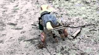 Dog Wheelchair. Чичик Белов на инвалидной коляске для собак