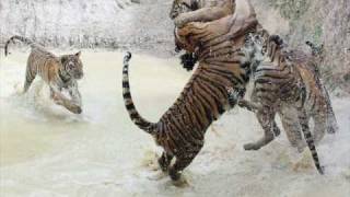 Fear of Tigers - Sirkka