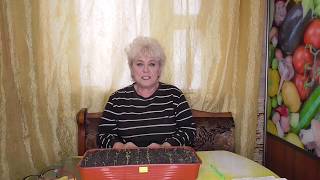 ТОЛЬКО ДЛЯ СУПЕРРАННЕГО УРОЖАЯ ТОМАТОВ! Ольга Чернова.