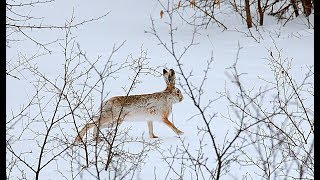 Охота на зайца. Выпал долгожданный снег. Тропление зайца. Тоз - 34