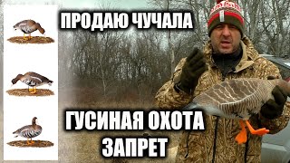 Продаю гусиные сминаемых чучала серого белолобого гуся и огоря.ЗАПРЕТ НА ГУСИНУЮ ОХОТУ В РОССИИ