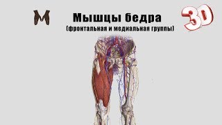 Мышцы бедра (фронтальная и медиальная группы) детальный обзор 3D