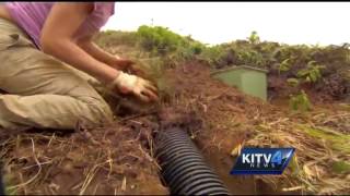 Hawaii's wind turbines deadly to birds and flying animals