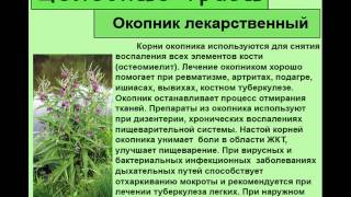 Окопник лекарственный