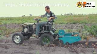 Уборка картофеле транспортерной картофелекопалкой  МотоТрактор