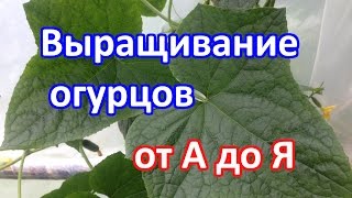 Выращивание огурцов. (Как посадить, как ухаживать, как подкармливать)