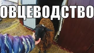 САРАЙ СВОИМИ РУКАМИ И СОДЕРЖАНИЕ ОВЕЦ/СТРОИМ ЖИЗНЬ