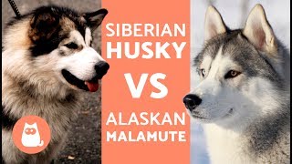 HUSKY VS ALASKA - Diferencias entre HUSKY SIBERIANO y ALASKAN MALAMUTE