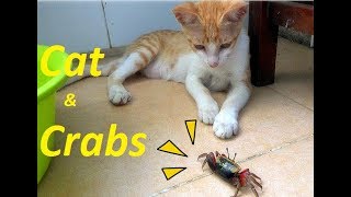 Cat Fighting With Crabs So Cute | Funny Cat vs Crabs 2017 | 고양이와 게 사이의 우정