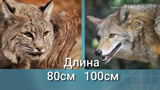 Рыжий рысь против Койота!