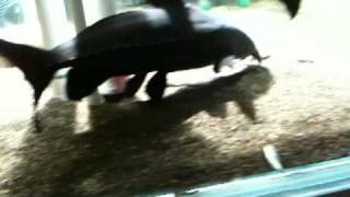 Monster Fish Tank - Niger, Pangasius, Tyretrack Eel, Endlicherii, Giraffe catfish