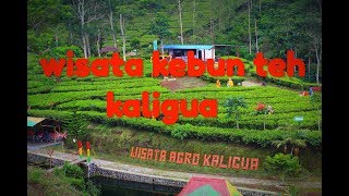 wisata kaligua kabupaten brebes 2019