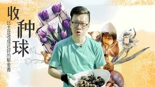 《造园记》348 收种球，比土豆收成还好的郁金香